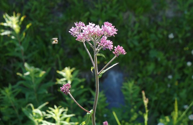 スイスアルプスの高山植物_アデノスティレス・アリアリアエ_1.jpg