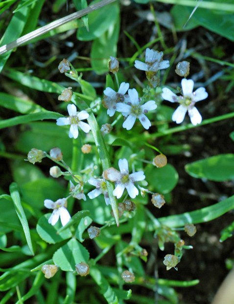 スイスアルプスの高山植物_アトキオン・ルペストレ.jpg