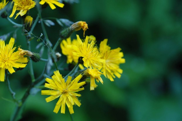 スイスアルプスの高山植物_アポセリス・フォエティダ.jpg