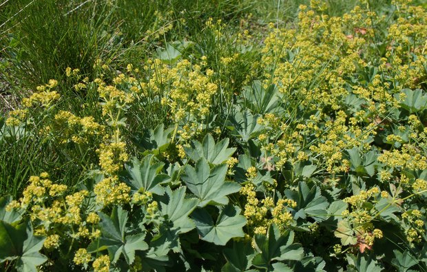 スイスアルプスの高山植物_アルケミラ・モリス.jpg