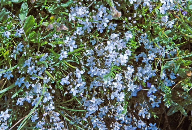 スイスアルプスの高山植物_アレナリア・キリアタ.jpg