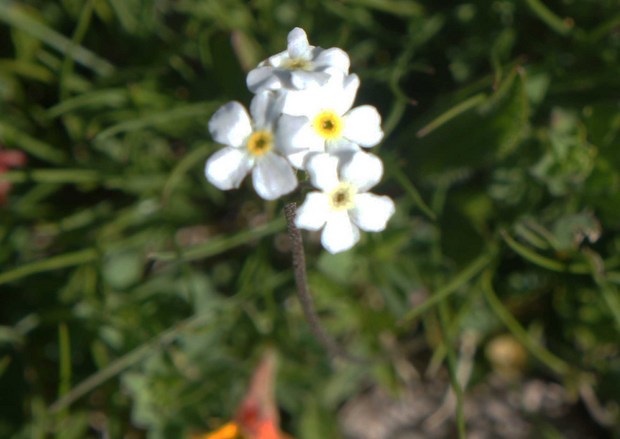 スイスアルプスの高山植物_アンドロサケ・カマエヤスメ.jpg