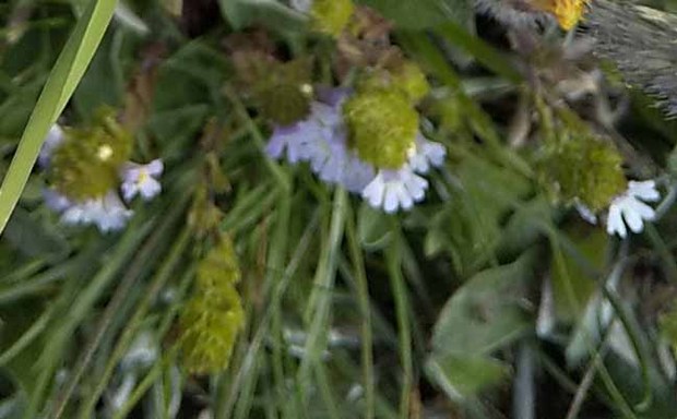 スイスアルプスの高山植物_エウフラシア・モンタナ.jpg