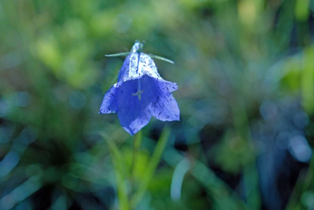 スイスアルプスの高山植物_カンパヌラ・ショイヒツェリ.jpg