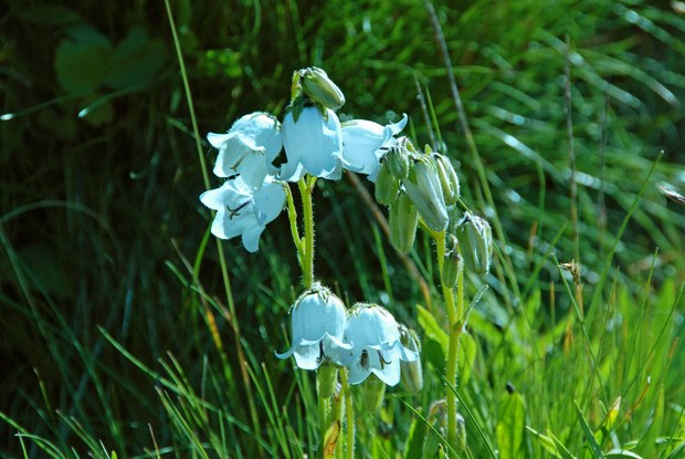 スイスアルプスの高山植物_カンパヌラ・バルバタ_白_1.jpg