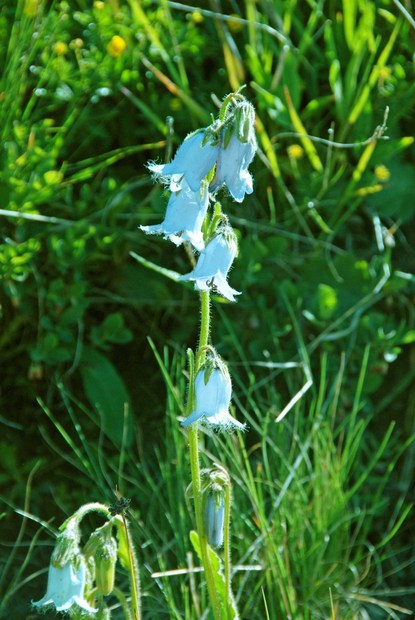 スイスアルプスの高山植物_カンパヌラ・バルバタ_白_2.jpg