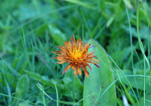 スイスアルプスの高山植物_クリピス・アウレア_2.jpg