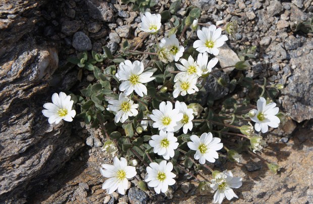 スイスアルプスの高山植物_ケラスティウム・ラティフォーリウム.jpg