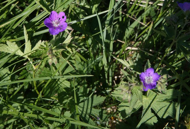 スイスアルプスの高山植物_ゲラニウム・シルバティクム_1.jpg