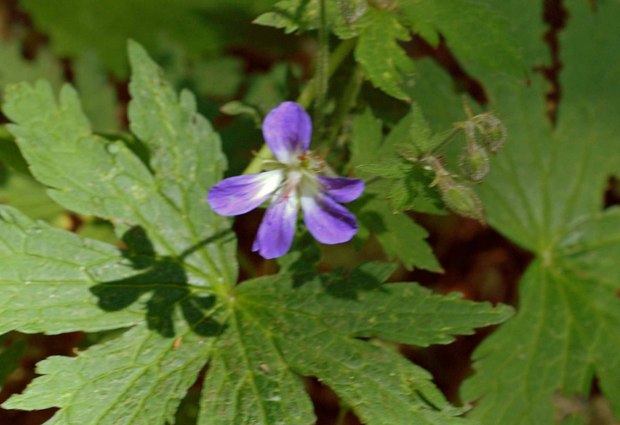 スイスアルプスの高山植物_ゲラニウム・シルバティクム_2.jpg