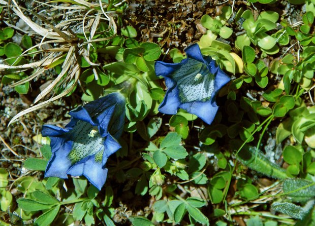 スイスアルプスの高山植物_ゲンティアナ・アカウリス.jpg