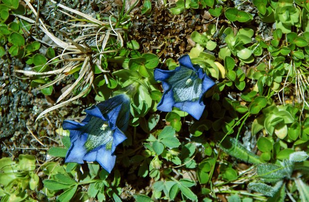 スイスアルプスの高山植物_ゲンティアナ・クルーシ_2.jpg