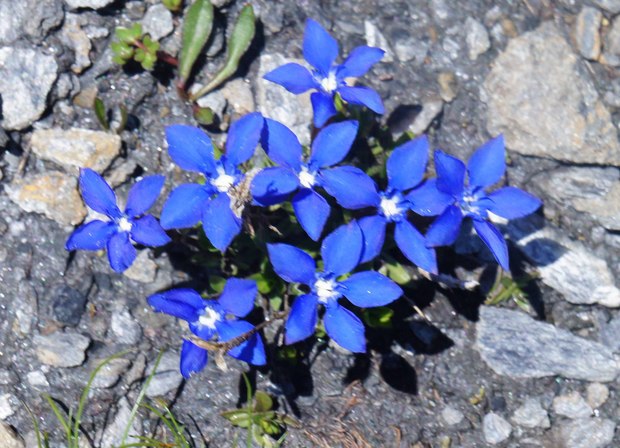 スイスアルプスの高山植物_ゲンティアナ・ベルナ.jpg