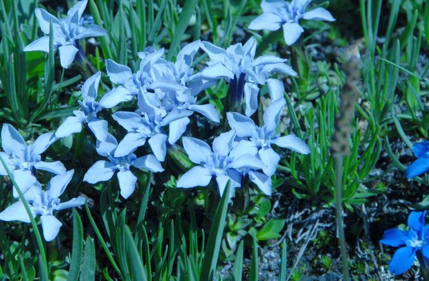 スイスアルプスの高山植物_ゲンティアナ・ベルナ_2.jpg