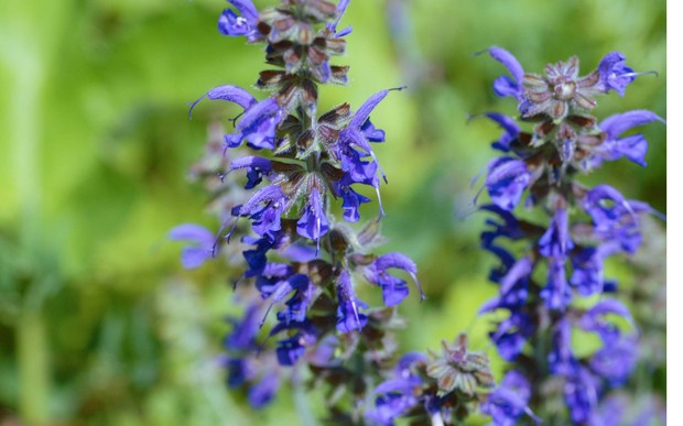 スイスアルプスの高山植物_サルビア・プラテンシス.jpg