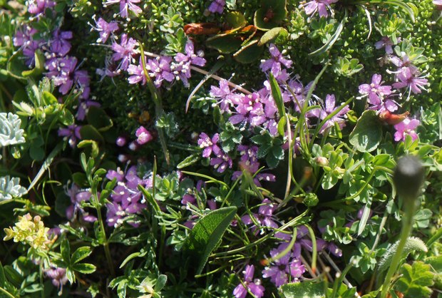 スイスアルプスの高山植物_シレネ・アカウリス_1.jpg