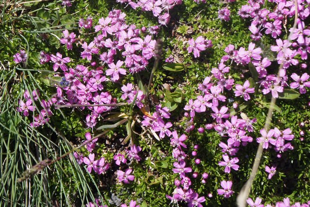 スイスアルプスの高山植物_シレネ・アカウリス_2.jpg