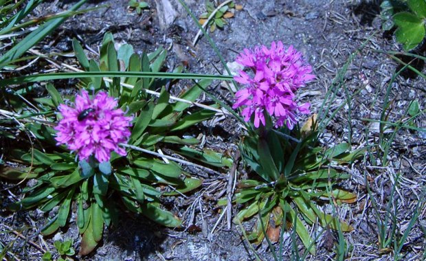 スイスアルプスの高山植物_シレネ・スエキカ.jpg