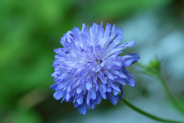 スイスアルプスの高山植物_スカビオサ・ルキダ_2.jpg