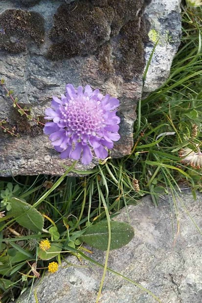 スイスアルプスの高山植物_スカビオサ・ルキダ_3.jpg