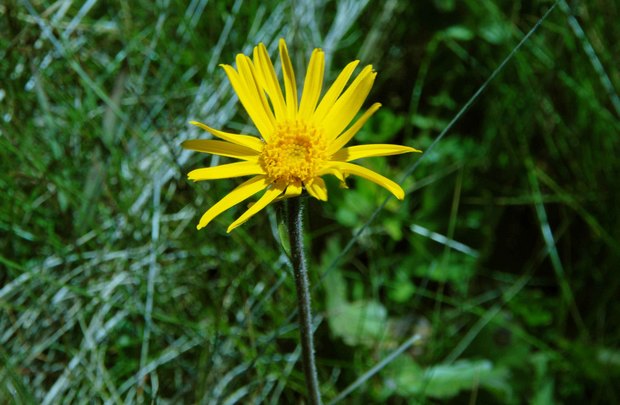 スイスアルプスの高山植物_セネキオ・ドロニクム_2.jpg