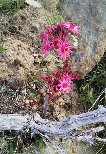 スイスアルプスの高山植物_センペルビブム・アラクノイデウム_1.jpg