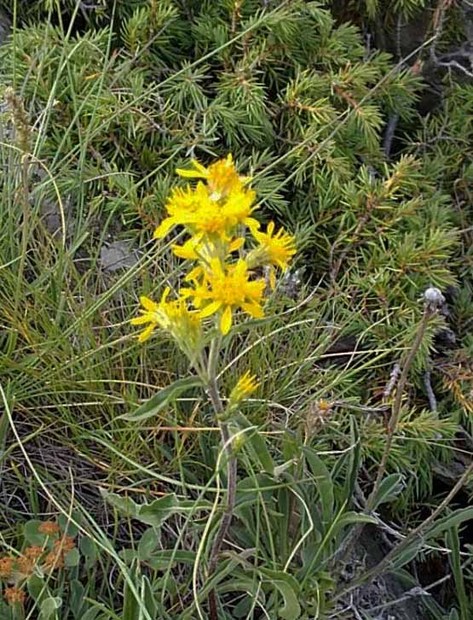 スイスアルプスの高山植物_ソリダゴ・ミヌタ.jpg