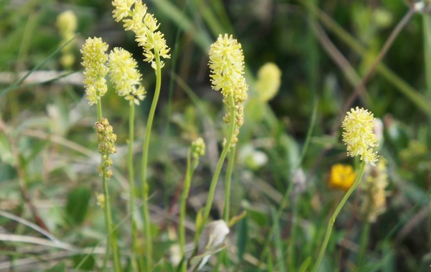 スイスアルプスの高山植物_トフィエルディア・カリクラタ.jpg