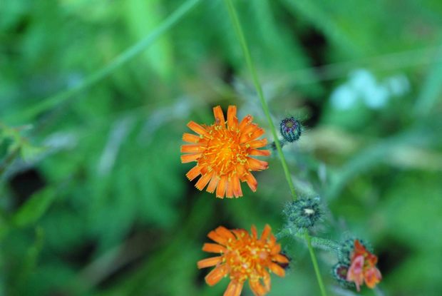 スイスアルプスの高山植物_ヒエラキウム・アウランティアクム.jpg