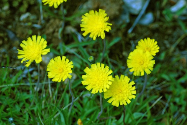 スイスアルプスの高山植物_ヒエラキウム・ペレティエリアヌム_1.jpg