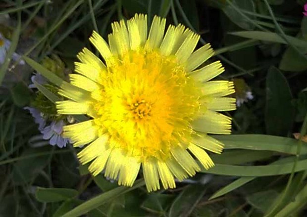 スイスアルプスの高山植物_ヒエラキウム・ペレティエリアヌム_2.jpg