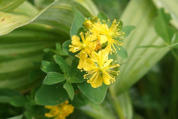 スイスアルプスの高山植物_ヒペリクム・マクラツム_1.jpg