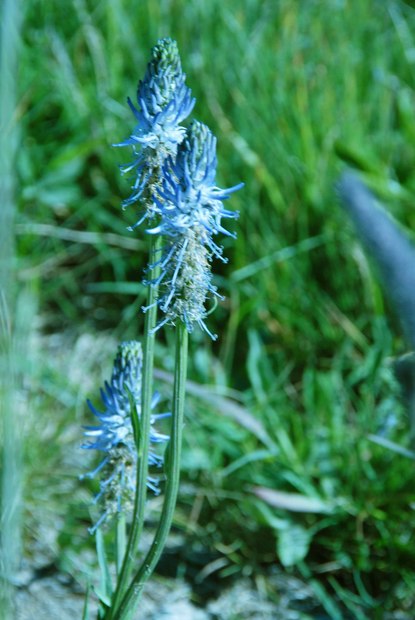 スイスアルプスの高山植物_フィテウマ・オバトゥム.jpg