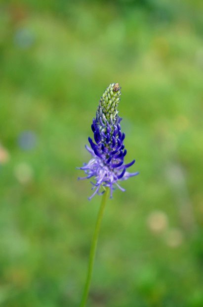 スイスアルプスの高山植物_フィテウマ・オバトゥム_2.jpg