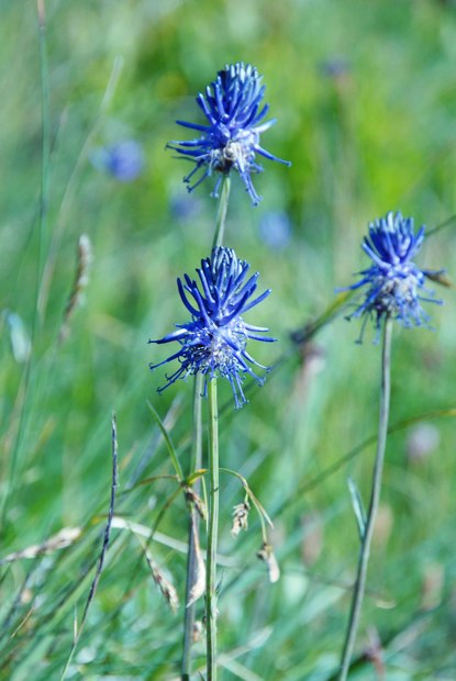 スイスアルプスの高山植物_フィテウマ・ベトニキフォリム.jpg