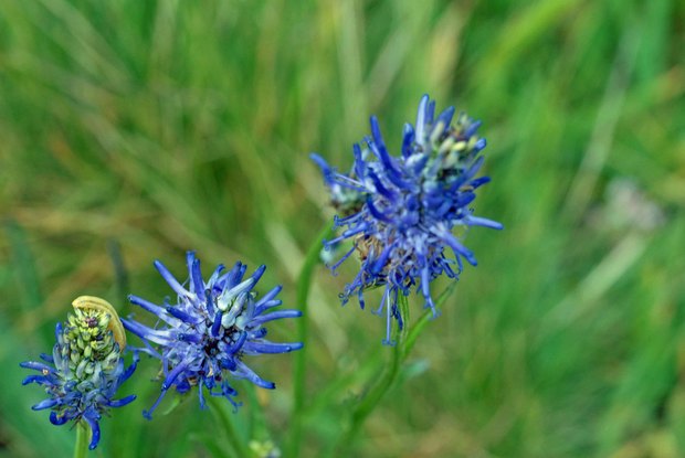 スイスアルプスの高山植物_フィテウマ・ベトニキフォリム_2.jpg