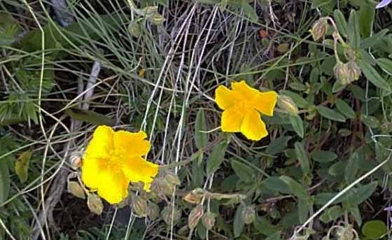 スイスアルプスの高山植物_ポテンティラ・アウレア_1.jpg