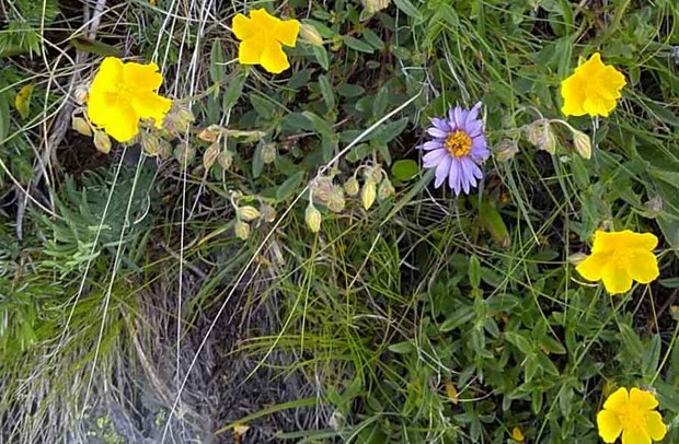 スイスアルプスの高山植物_ポテンティラ・アウレア_2.jpg