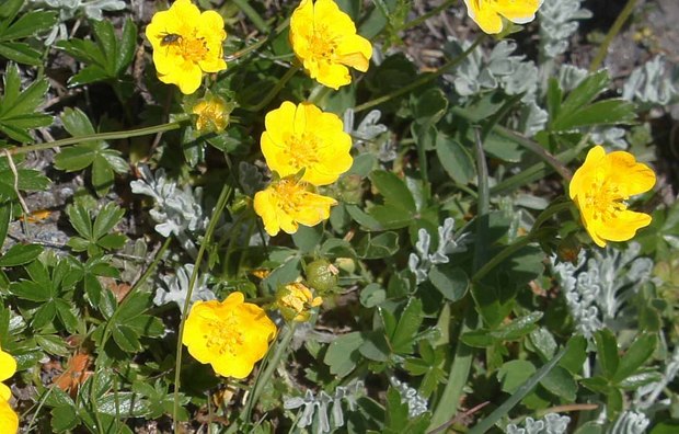 スイスアルプスの高山植物_ポテンティラ・クランツイ_1.jpg