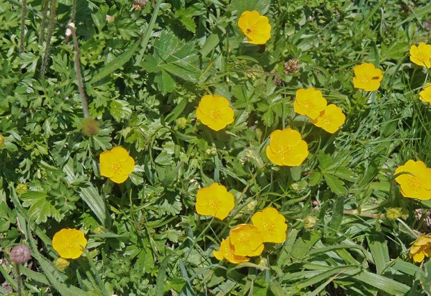 スイスアルプスの高山植物_ポテンティラ・クランツイ_2.jpg