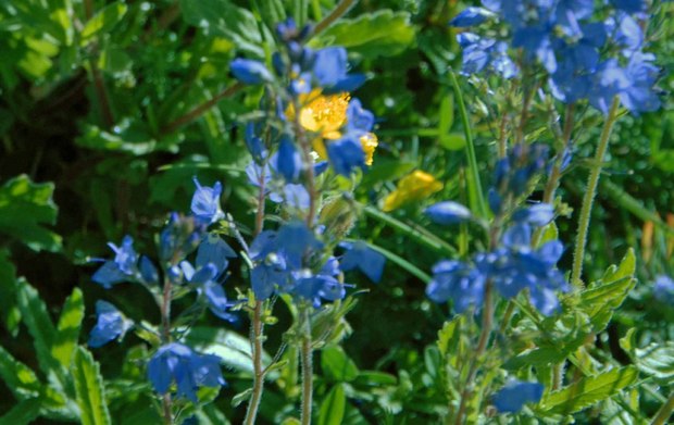 スイスアルプスの高山植物_ポレモニウム・コエルレウム.jpg