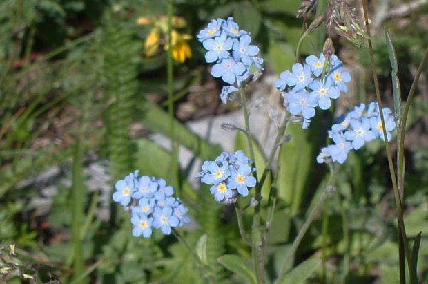 スイスアルプスの高山植物_ミオソティス・アルペストリス_1.jpg