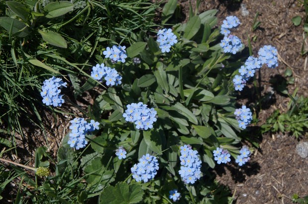 スイスアルプスの高山植物_ミオソティス・アルペストリス_2.jpg