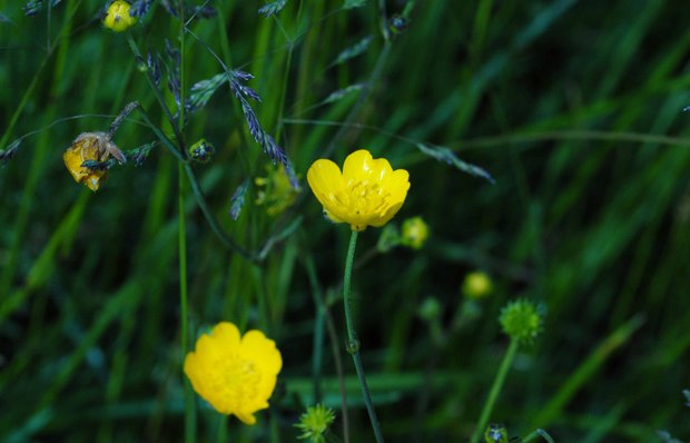 スイスアルプスの高山植物_ラヌンクルス・アクリス_1.jpg