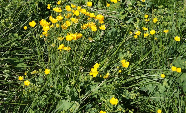 スイスアルプスの高山植物_ラヌンクルス・アクリス_2.jpg