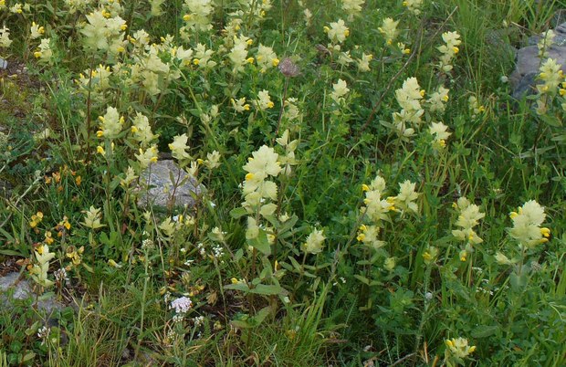 スイスアルプスの高山植物_リナントゥス・グラキアリス_1.jpg