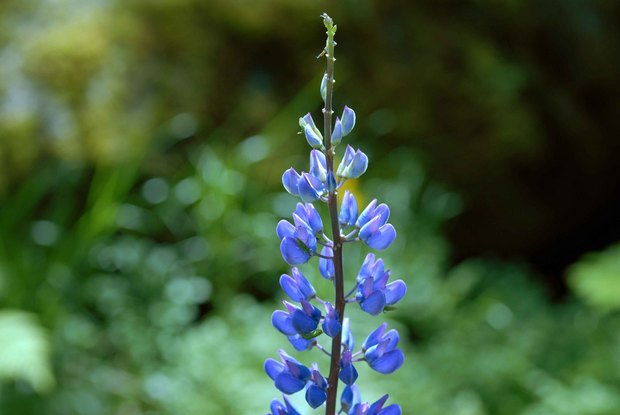 スイスアルプスの高山植物_ルピヌス・ポリフィルス_1.jpg