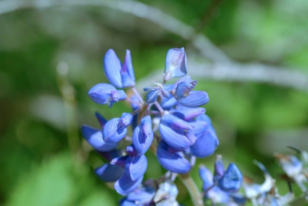 スイスアルプスの高山植物_ルピヌス・ポリフィルス_2.jpg