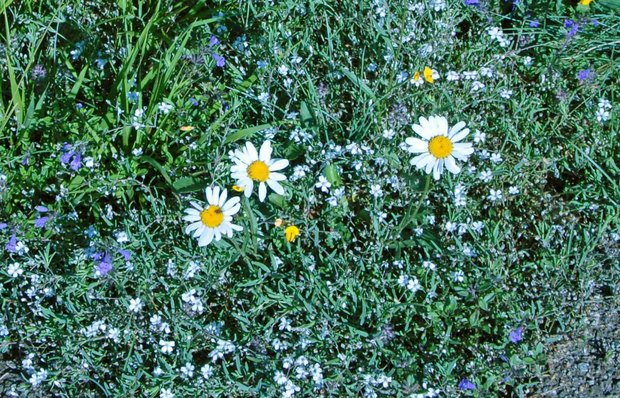 スイスアルプスの高山植物_レウカンテモプシス・アルピナ_2.jpg