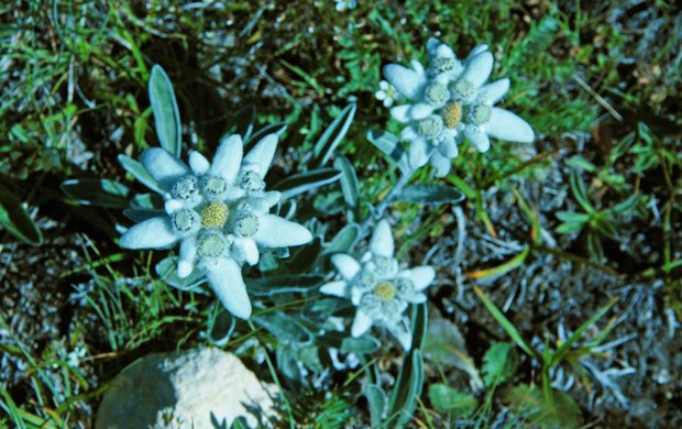 スイスアルプスの高山植物_レオンポディウム・アルピヌム_1.jpg